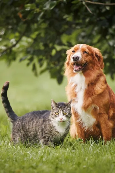 Hund und Katze