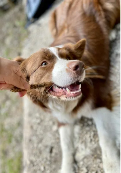 Hund der einen Stock kaut