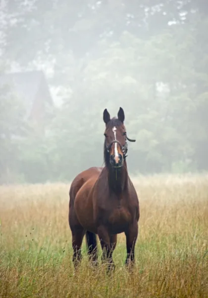 Pferd auf Weide