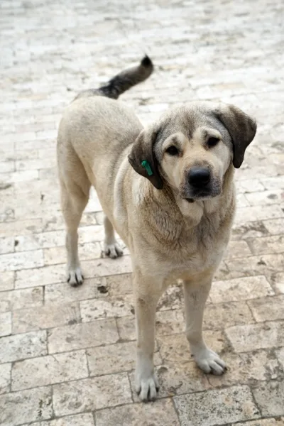 Zugelaufener Hund